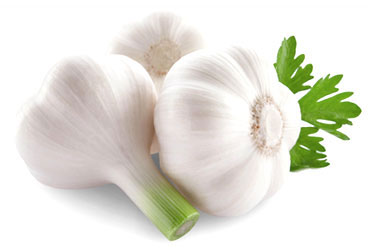 Elephant Garlic